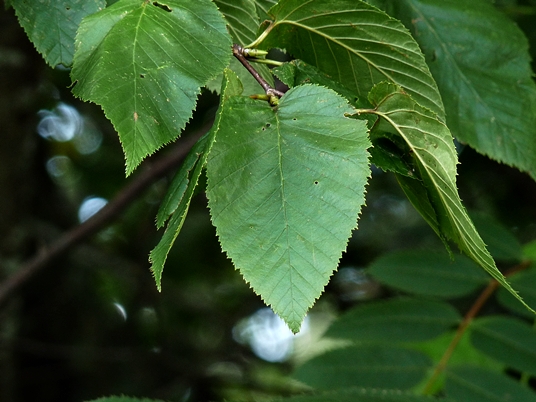 {Betula alleghaniensis}